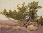 Juniper Morning