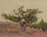 Study of Juniper